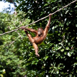 01-borneo-9964