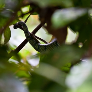 02-borneo-0001
