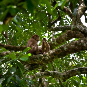 03-borneo-0131