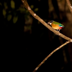 04-borneo-0406