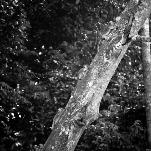 05-borneo-0472