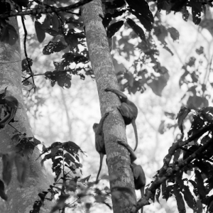 06-borneo-0499