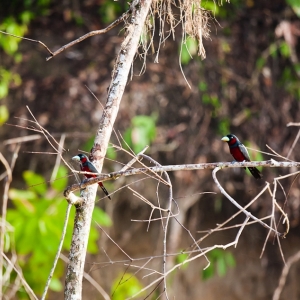 07-borneo-0538