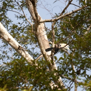 08-borneo-0552