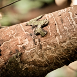 09-borneo-0605