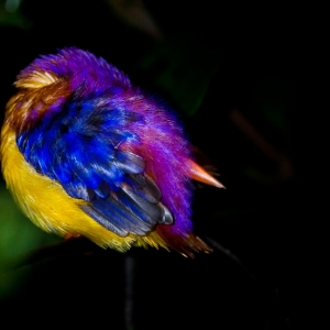 10-borneo-0825