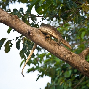 13-borneo-0884