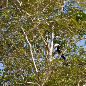14-borneo-0925
