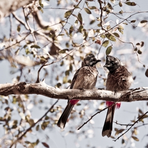 17-india_1-3627