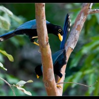 Ah sugar sugar… (Naturflash V) (UPDATE)